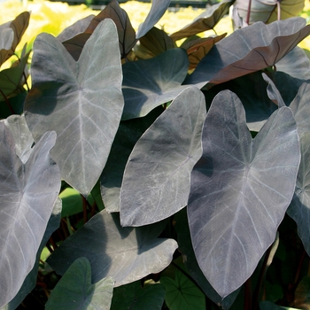 Colocasia esculenta 'Black Magic'