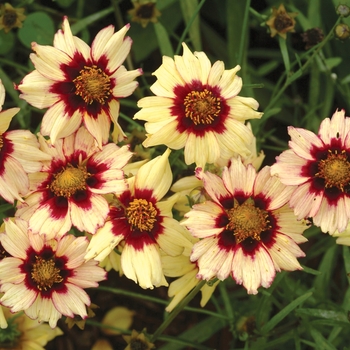 Coreopsis 'Autumn Blush'