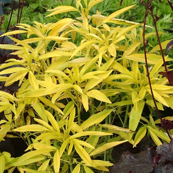 Coreopsis tripteris 'Lightning Flash'