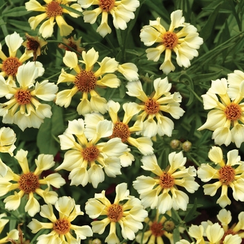 Coreopsis 'Pinwheel'