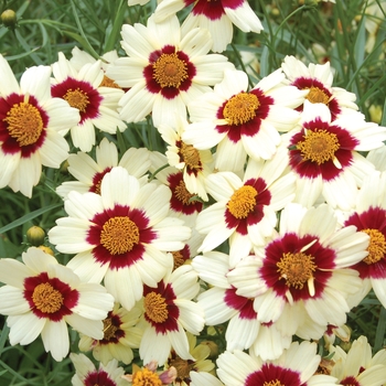 Coreopsis 'Snowberry'