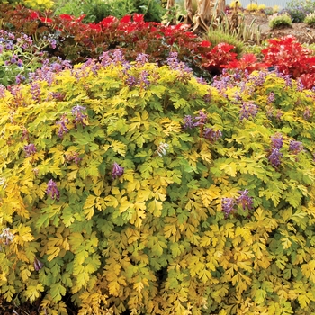 Corydalis anthriscifolia 'Berry Exciting'