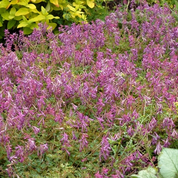 Corydalis anthriscifolia 'Blackberry Wine'