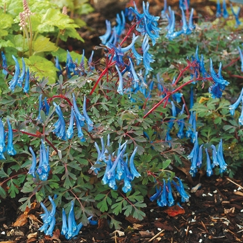 Corydalis curviflora var. rosthornii 'Blue Heron'