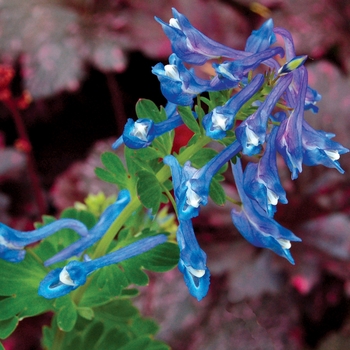 Corydalis elata 