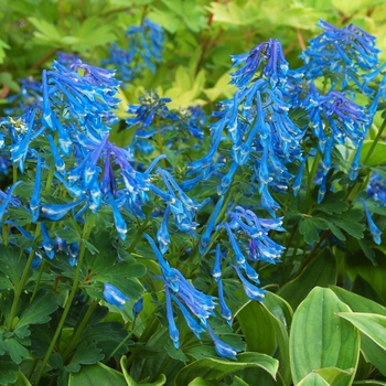 Corydalis elata