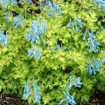 Corydalis flexuosa 'Golden Panda' 