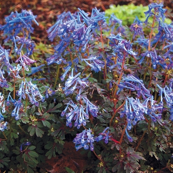 Corydalis flexuosa 'Purple Leaf'