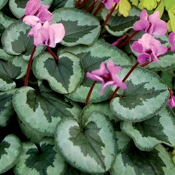 Cyclamen coum 'Something Magic'