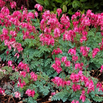 Dicentra 'King of Hearts' 