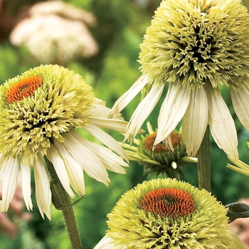 Echinacea purpurea 'Coconut Lime'