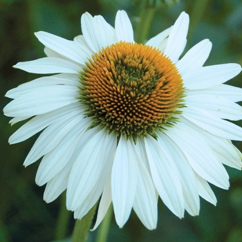 Echinacea purpurea 'Fragrant Angel' 