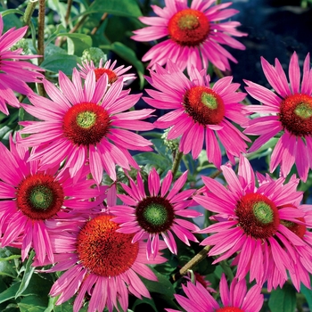 Echinacea purpurea Prairie Stars™ 'Green Eyes'