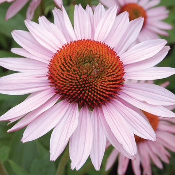 Echinacea purpurea Prairie Pillars™ 'Hope'