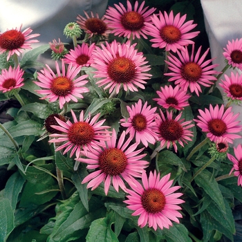 Echinacea purpurea 'Lilliput'