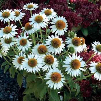 Echinacea purpurea 'Purity' (007201)