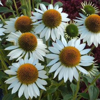 Echinacea purpurea 'Purity' (007202)