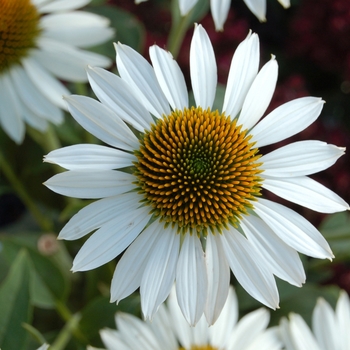 Echinacea purpurea 'Purity'