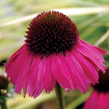 Echinacea purpurea 'Raspberry Tart' 