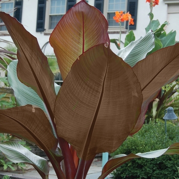 Ensete 'Tandarra Red'