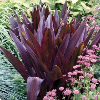 Eucomis comosa 'Oakhurst' 