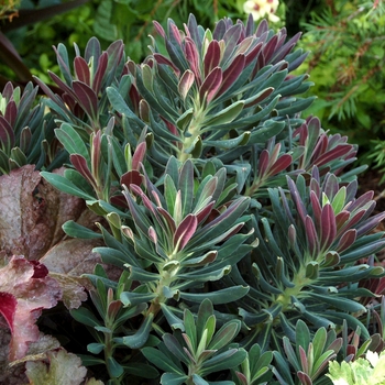 Euphorbia 'Royal Velvet' 