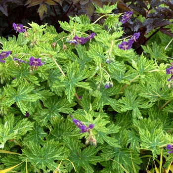 Geranium phaeum 'Margaret Wilson' 