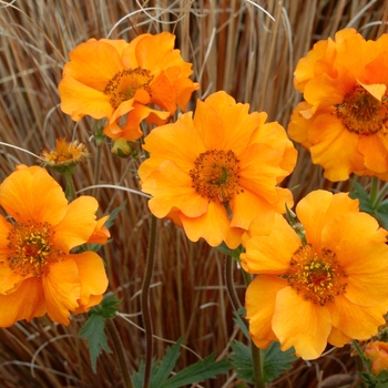 Geum 'Fireball' 