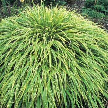 Hakonechloa macra 'Albo-Striata'