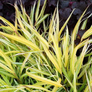 Hakonechloa macra 'Stripe It Rich' 