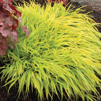 Hakonechloa macra 'All Gold' 