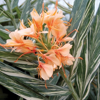 Hedychium 'Tahitian Flame'