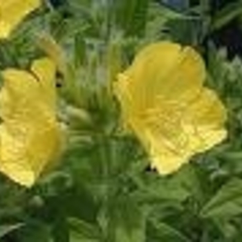 Oenothera pilosella 'Yella Fella' 