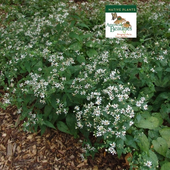 Aster divaricatus 