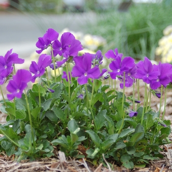 Viola 'Purple Showers' 