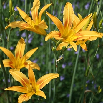 Hemerocallis 'Autumn Minaret' 