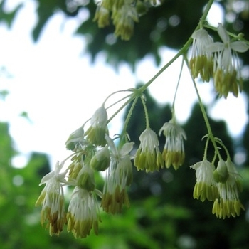 Thalictrum dasycarpum