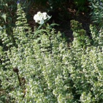 Calamintha nepeta ssp. glandulosa 'White Cloud' 