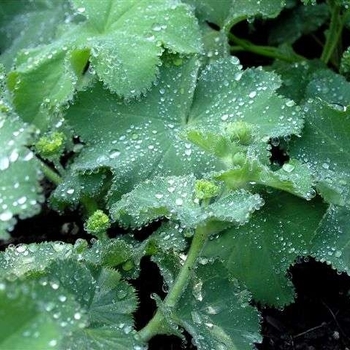 Alchemilla mollis 'Auslese' 