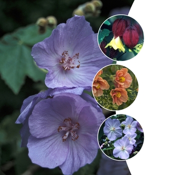 Abutilon Multiple Varieties