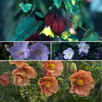 Abutilon Multiple Varieties 