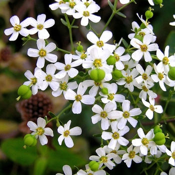 Euphorbia corollata