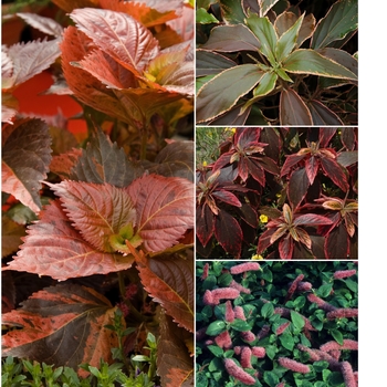 Acalypha 'Multiple Varieties' 