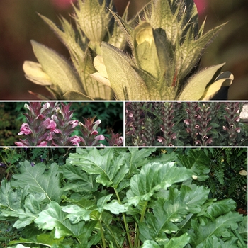 Acanthus 'Multiple Varieties' 