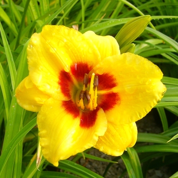 Hemerocallis 'Little Cadet' 