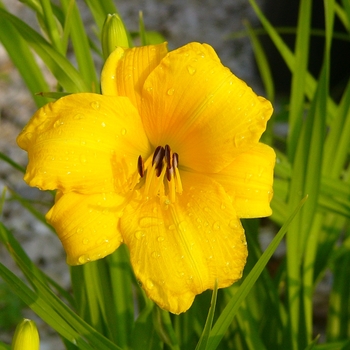 Hemerocallis 'Yellow Lollipop' 