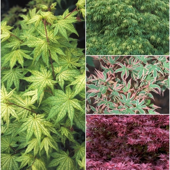 Acer palmatum 'Multiple Varieties'