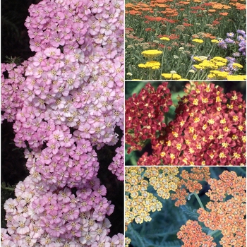 Achillea 'Multiple Varieties' 