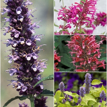 Agastache 'Multiple Varieties' 