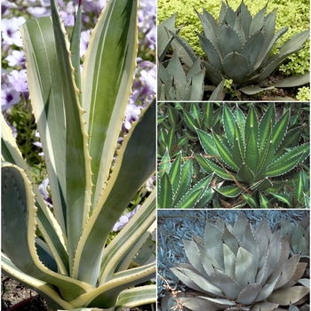 Agave 